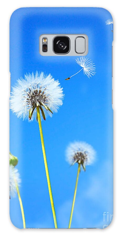 Abstract Galaxy Case featuring the photograph Dandelion field by Anna Om