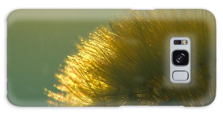 Dandelion Galaxy Case featuring the photograph Dandelion in Green by Brad Boland