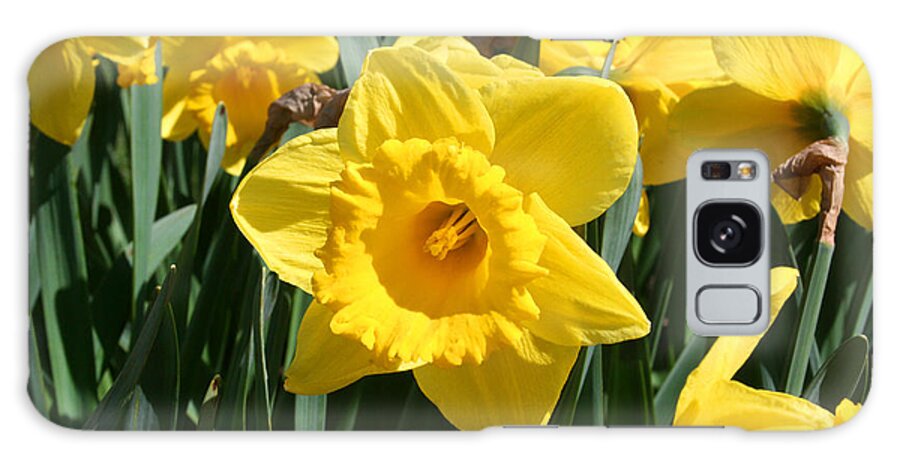Daffodils Galaxy Case featuring the photograph Darling Spring Daffodils by Mary Gaines