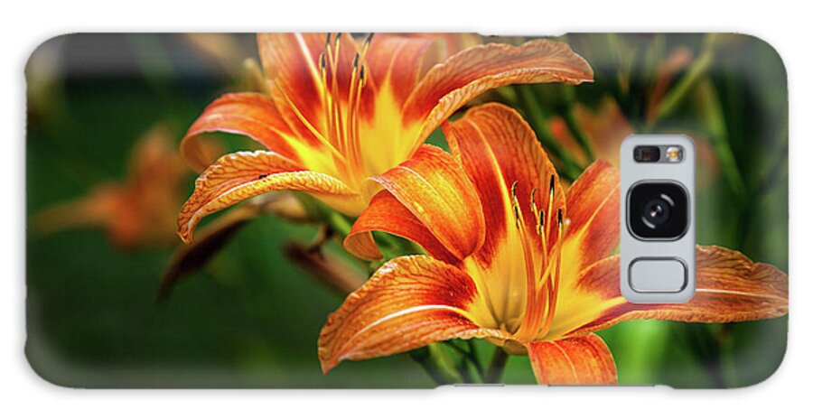 Hemerocallis Fulva Galaxy Case featuring the photograph Day Lily by Roger Monahan