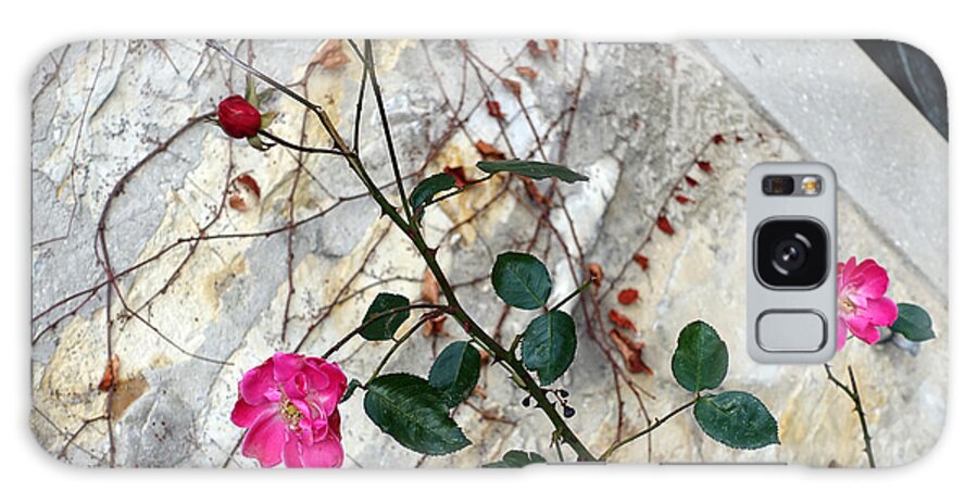 Rose Galaxy Case featuring the photograph Delicate rose in December by Eva-Maria Di Bella