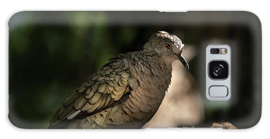 Avian Galaxy Case featuring the photograph Desert Museum Dove 2 by Sandra Nesbit
