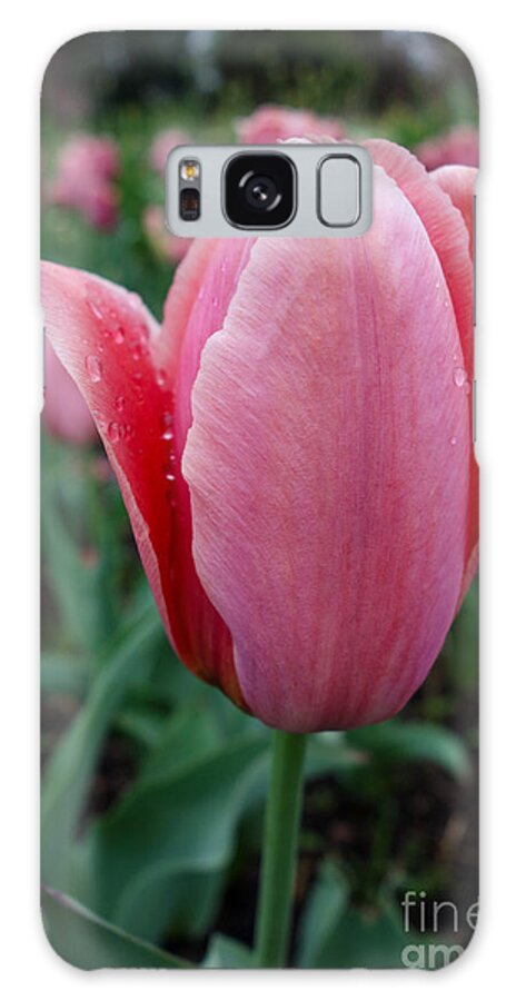 Dewy Tulip Flower Galaxy Case featuring the photograph Dewy Tulip by Jacqueline Athmann