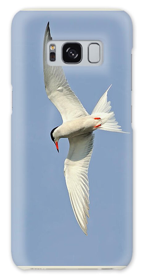 Common Tern Galaxy Case featuring the photograph Dive by Tony Beck