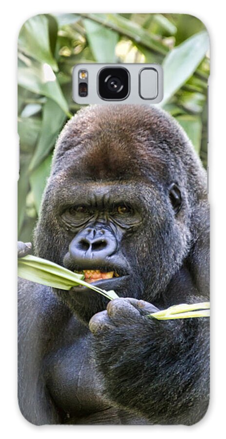 Gorilla Galaxy S8 Case featuring the photograph Do You Mind by Brad Granger