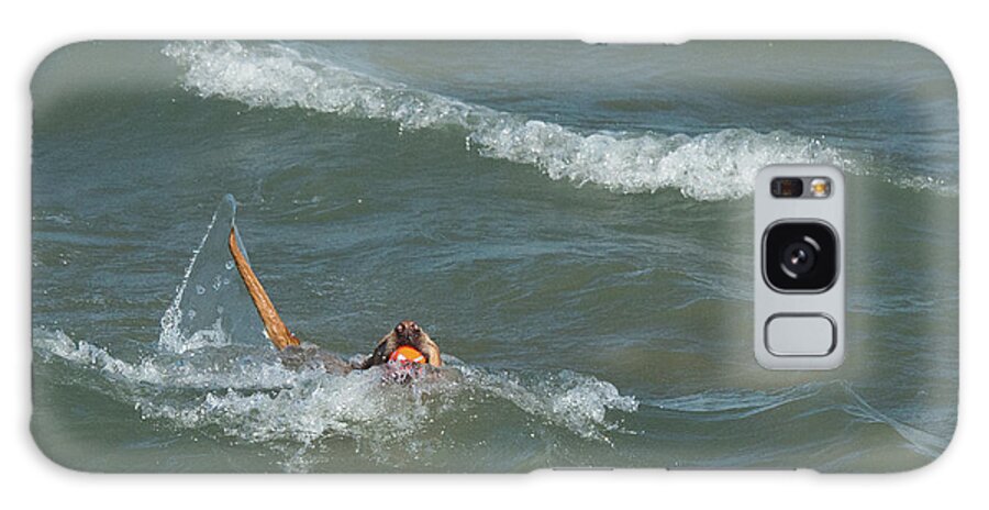 Dog Dogs Dog Beach Evanston Lake Lake Michigan Galaxy Case featuring the photograph Dog Beach 3 by Sandra Nesbit