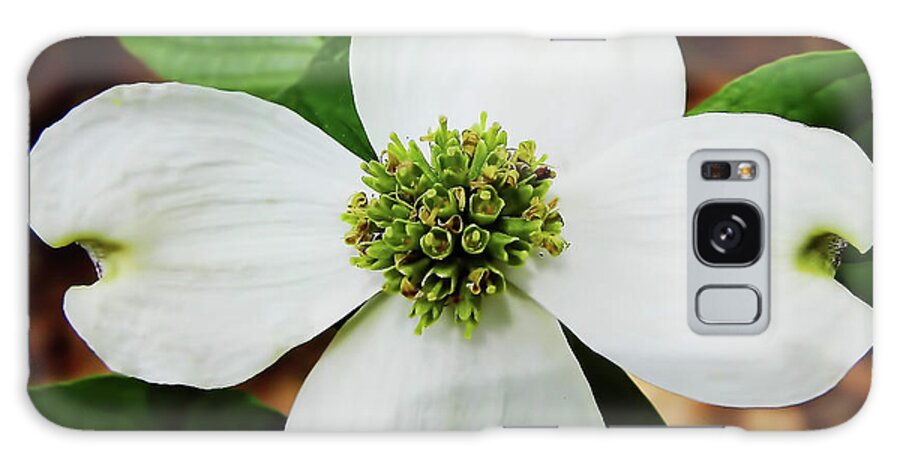 Dogwood Galaxy Case featuring the photograph Dogwood Blossom by D Hackett