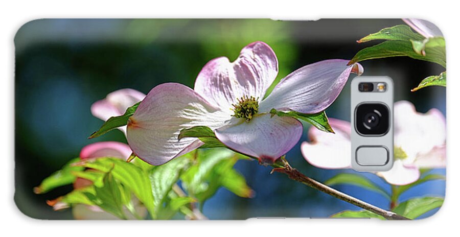 Dogwood Flowers Galaxy Case featuring the photograph Dogwood flowers by Ronda Ryan