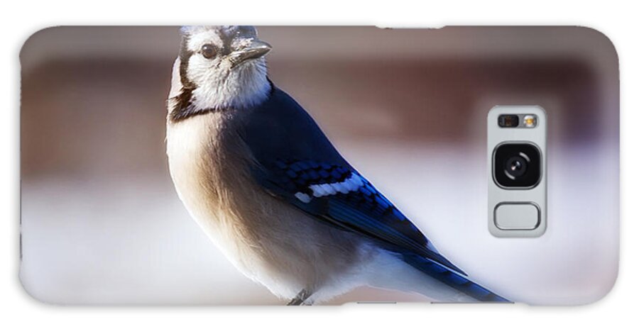 Bird Galaxy Case featuring the photograph Dreamy Blue Jay by Al Mueller