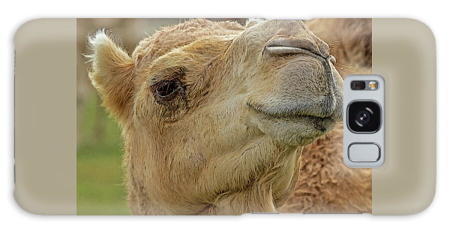Dromedary Camel Galaxy Case featuring the digital art Dromedary or Arabian Camel by Larry Linton
