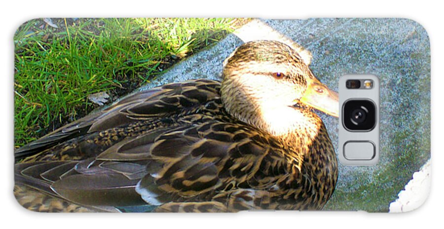 Duck Galaxy S8 Case featuring the photograph Duck Melanie Tweed in the Sun by Donna L Munro