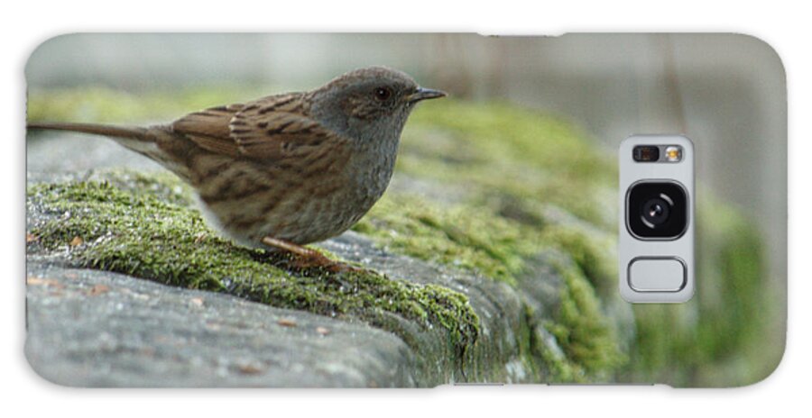 Bird Galaxy Case featuring the photograph Dunnock On Mossy Stone Wall by Adrian Wale