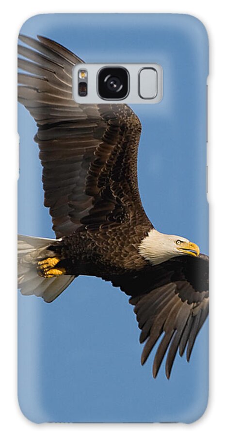 Eagle Galaxy S8 Case featuring the photograph Eagle in Sunlight by William Jobes