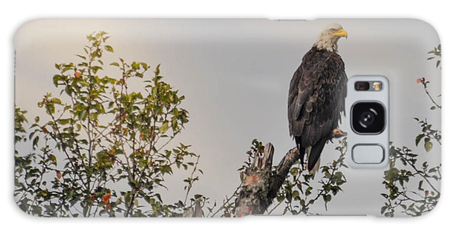 Nature Galaxy Case featuring the photograph Eagle in Tree Top by Wendy Carrington