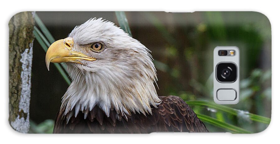 Eagle Galaxy Case featuring the photograph Eagle Portrait by Les Greenwood