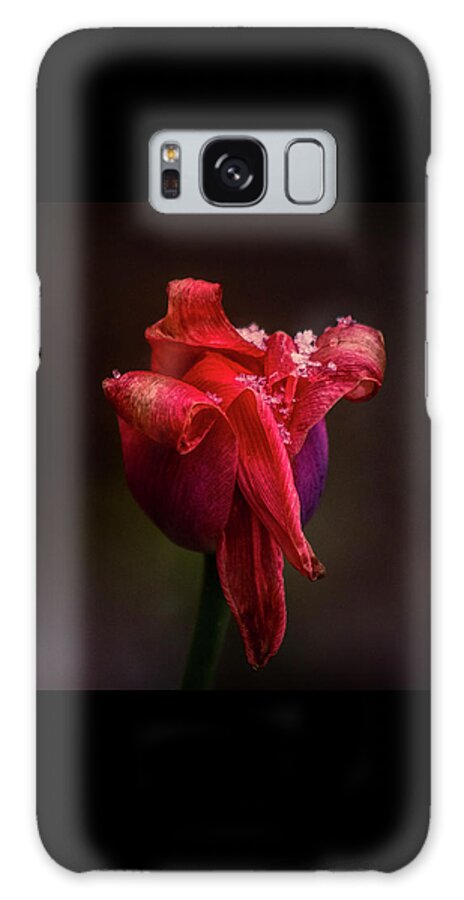 Red Galaxy S8 Case featuring the photograph Early Spring by Allin Sorenson