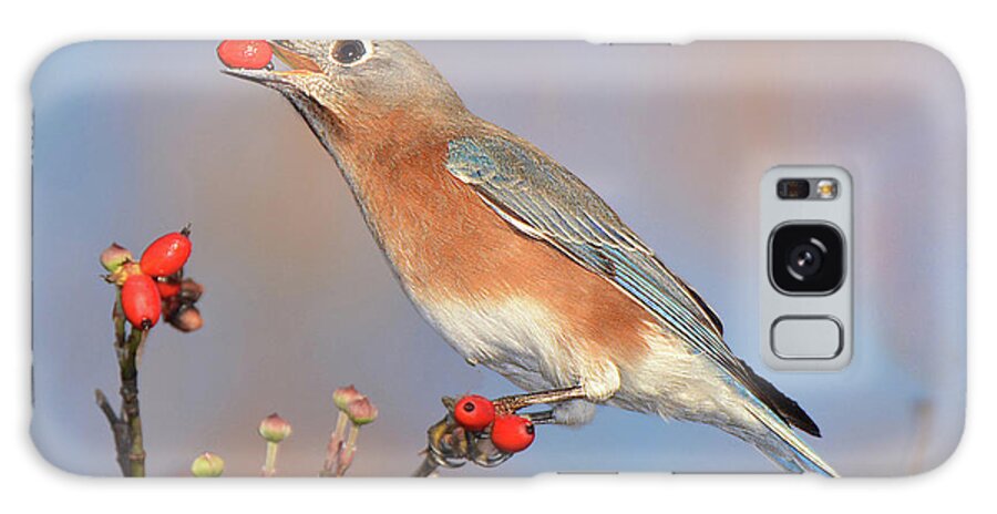 Bird Galaxy Case featuring the photograph Eastern Bluebird with Berry by Alan Lenk