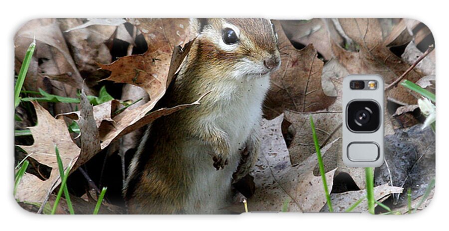 Eastern Chipmunk Galaxy S8 Case featuring the photograph Eastern Chipmunk by Doris Potter