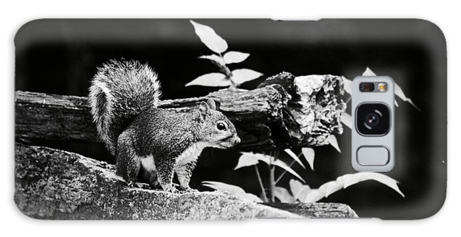 Squirrel Galaxy Case featuring the photograph Eastern Gray by Rachel Morrison