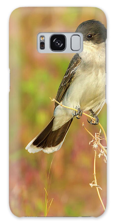 Colorado Galaxy Case featuring the photograph Eastern Kingbird In Colorado by John De Bord