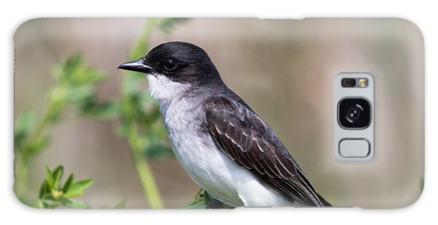 Art Galaxy Case featuring the photograph Eastern Kingbird by Phil Spitze