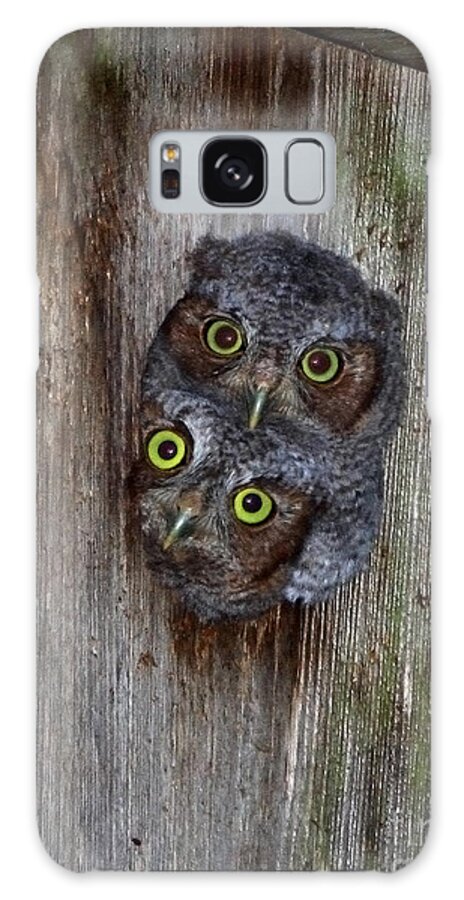 Eastern Screech Owl Galaxy Case featuring the photograph Eastern Screech Owl Chicks by Barbara Bowen