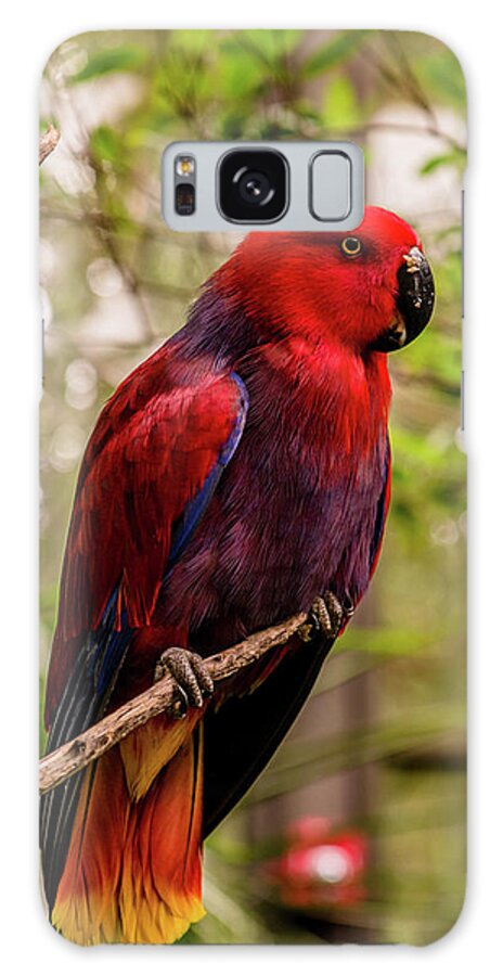 Eclectus Parrot Galaxy Case featuring the photograph Eclectus Parrot by Cynthia Wolfe