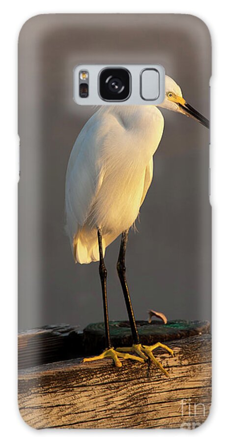 Egret Galaxy Case featuring the photograph Egret Glow by Michael Dawson