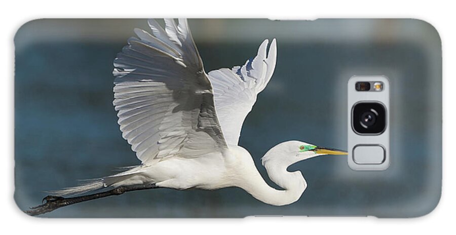 Florida Galaxy Case featuring the photograph Egret On Blue by David F Hunter