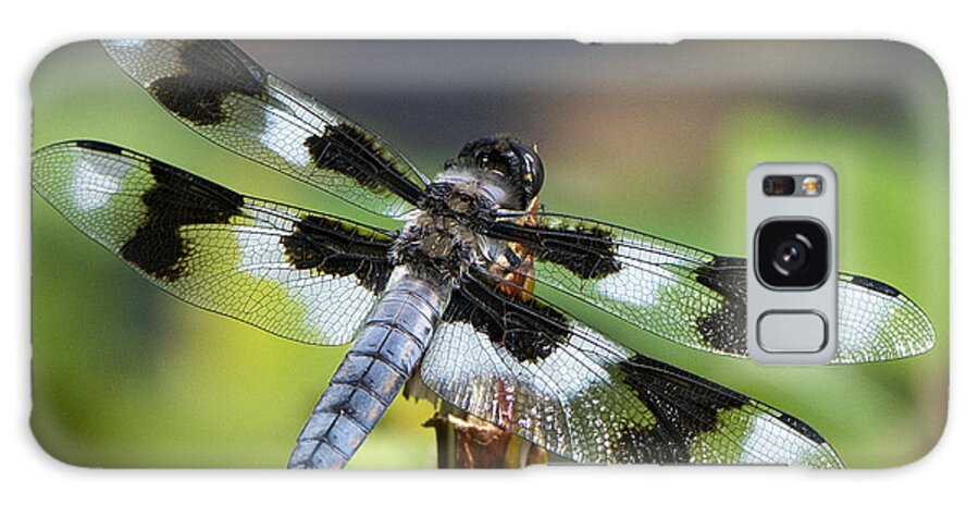 Eight-spotted Skimmer Galaxy Case featuring the photograph Eight-spotted Skimmer by Sharon Talson