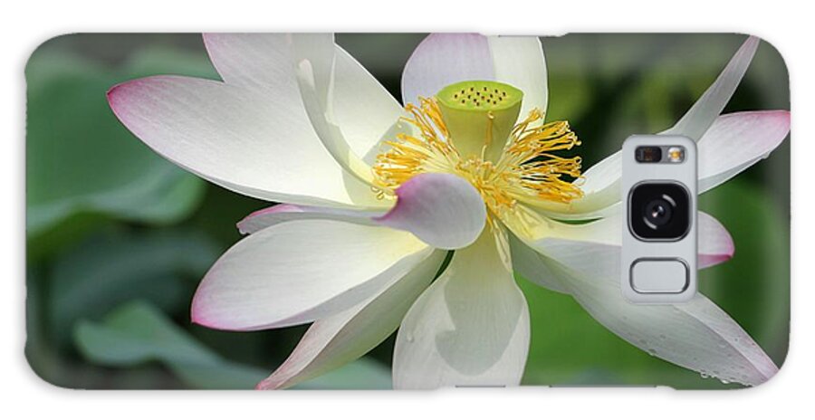 Lotus Galaxy Case featuring the photograph Elegant Lotus by Sabrina L Ryan
