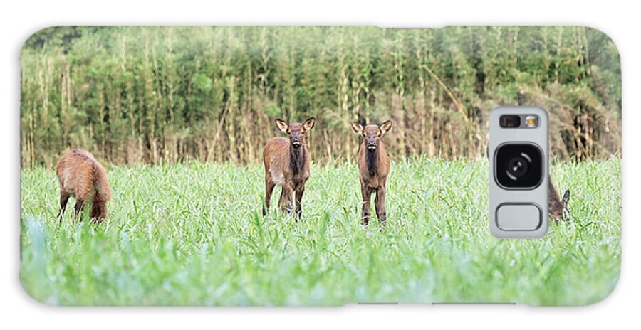 Elk Galaxy S8 Case featuring the photograph Elk Calves by Eilish Palmer