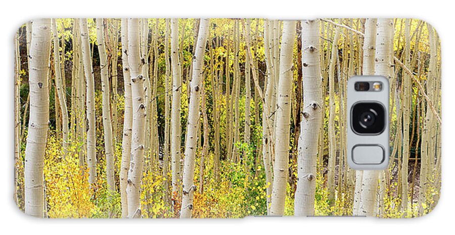 Fall Galaxy S8 Case featuring the photograph Endless Aspens Point 44 by Ryan Moyer