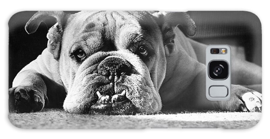 Animal Galaxy Case featuring the photograph English Bulldog by M E Browning and Photo Researchers