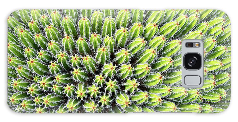 Cactus Galaxy Case featuring the photograph Euphorbia by Delphimages Photo Creations