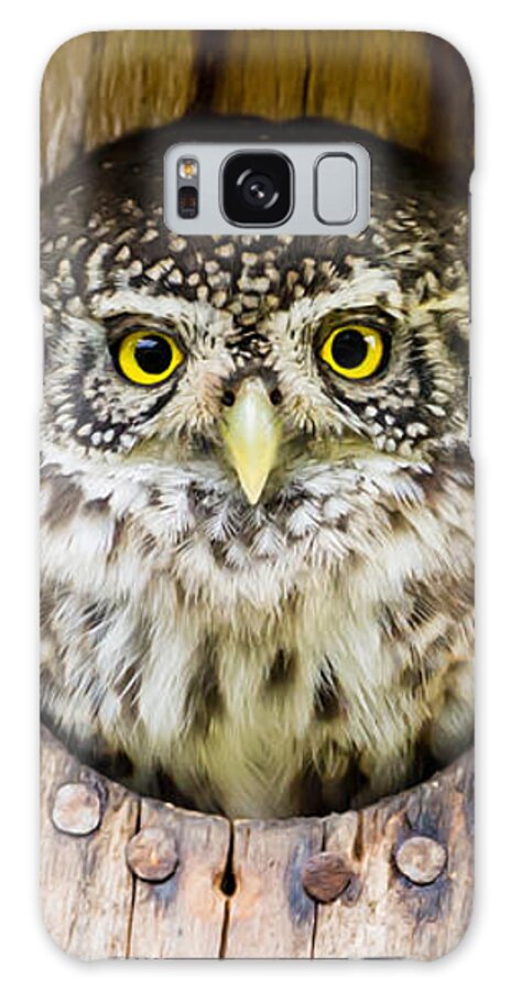 Eurasian Pygmy Owl Galaxy Case featuring the photograph Eurasian pygmy owl by Torbjorn Swenelius