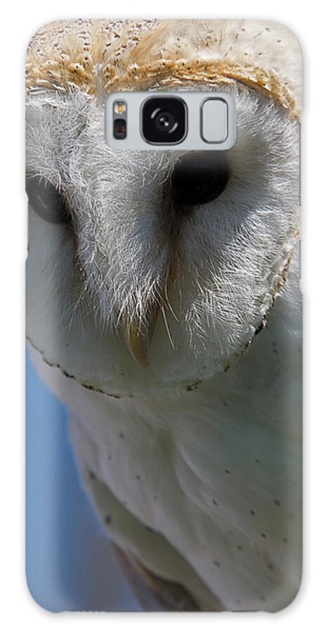 Owl Galaxy S8 Case featuring the photograph European Barn Owl by JT Lewis