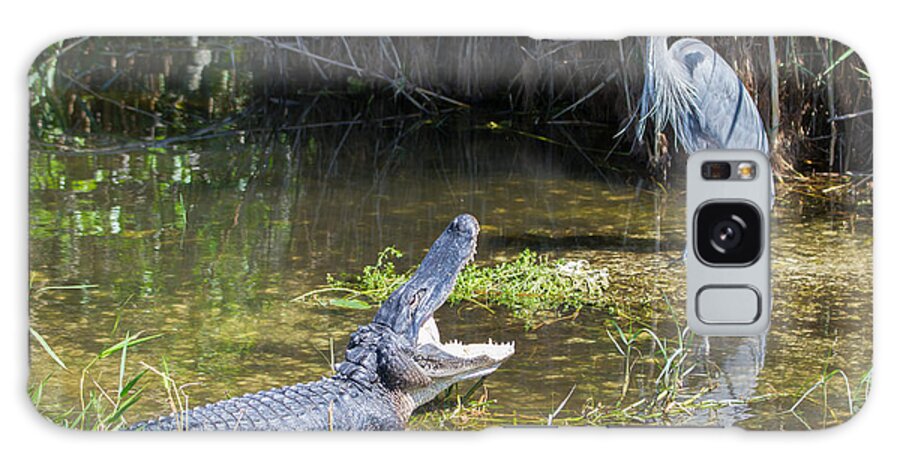 Everglades National Park Galaxy S8 Case featuring the photograph Everglades 431 by Michael Fryd