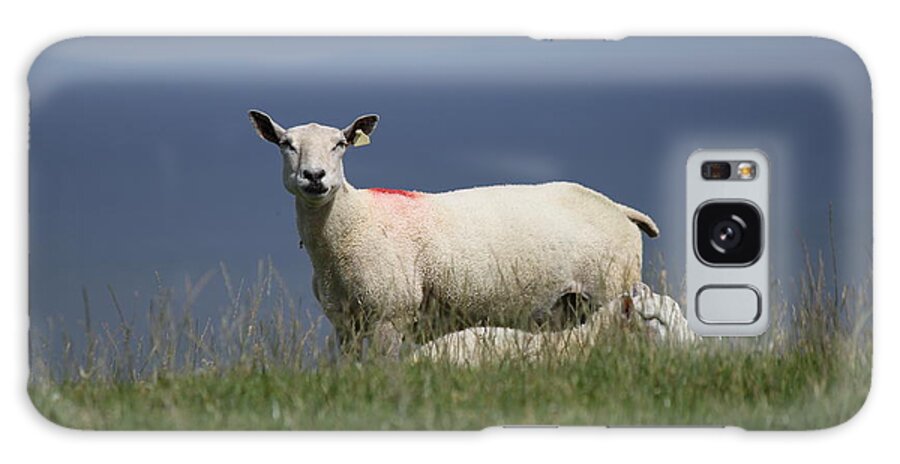 Ewe Galaxy Case featuring the photograph Ewe Guarding Lamb by John Moyer