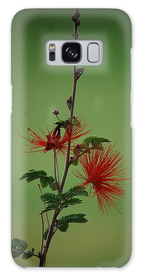 Fairy Duster Galaxy Case featuring the photograph Fairy Duster by Sonja Jones