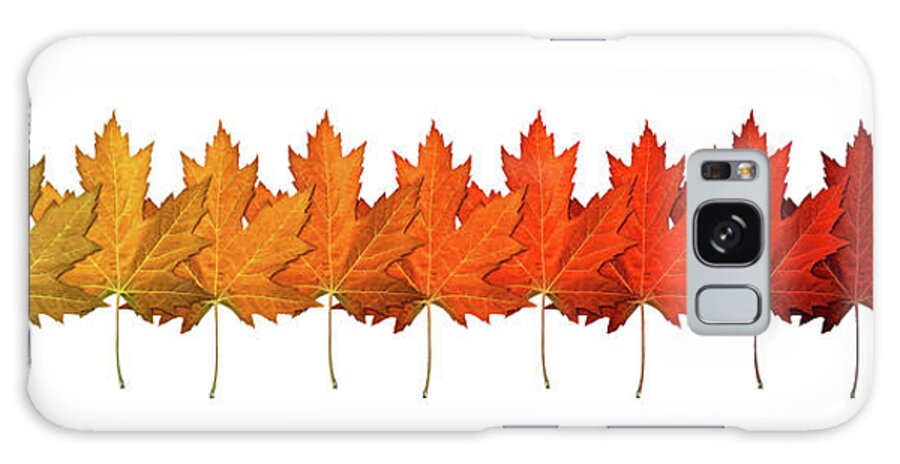 Fall Galaxy Case featuring the digital art Fall Leaf Lineup by Dave Lee