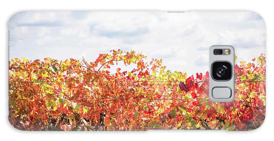 Napa Valley Galaxy Case featuring the photograph Fall Leaves by Aileen Savage