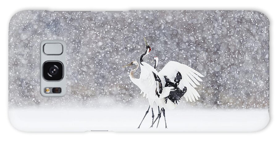 Kushiro Tancho 2016 Galaxy Case featuring the photograph Family Dance in the Snow by Yoshiki Nakamura