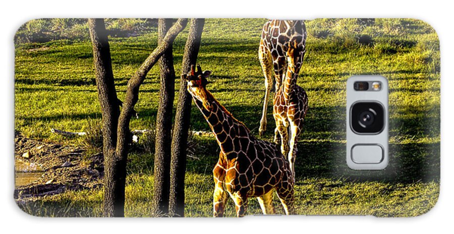Giraffes Galaxy S8 Case featuring the photograph Giraffe by M G Whittingham