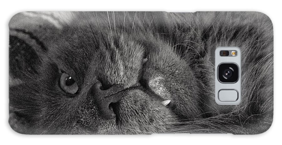 Cat Galaxy Case featuring the photograph Fang by Joseph Caban