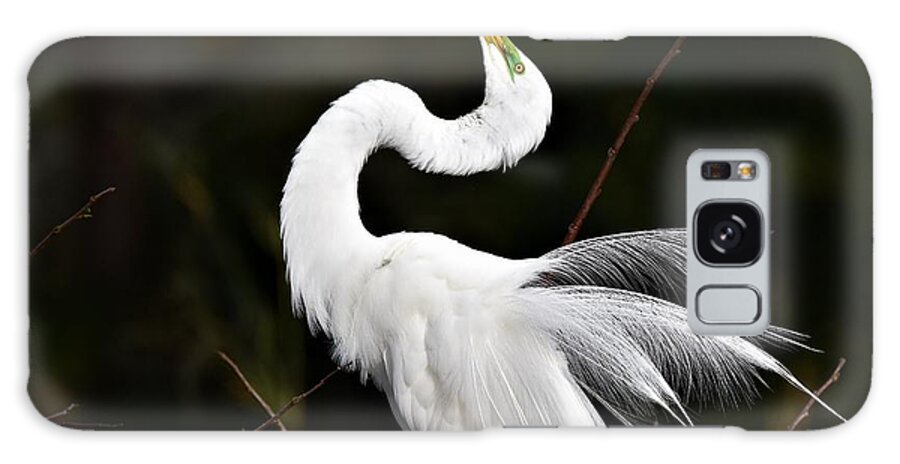 Great White Egret Galaxy Case featuring the photograph Feathers On Display by Julie Adair