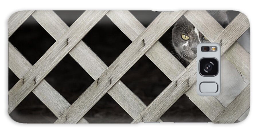 Cat Kitty Kitten Feline Meow Fence Grate Stray Feral Housecat Outdoor Peek Peeking Peekaboo Brianhale Brian Hale Deck Porch Underneath Under Hidden Stealthy Sly Coy Watching Watcher Looking Grey Gray Checker Pattern Checkerboard Wood Galaxy S8 Case featuring the photograph Feline Fence by Brian Hale