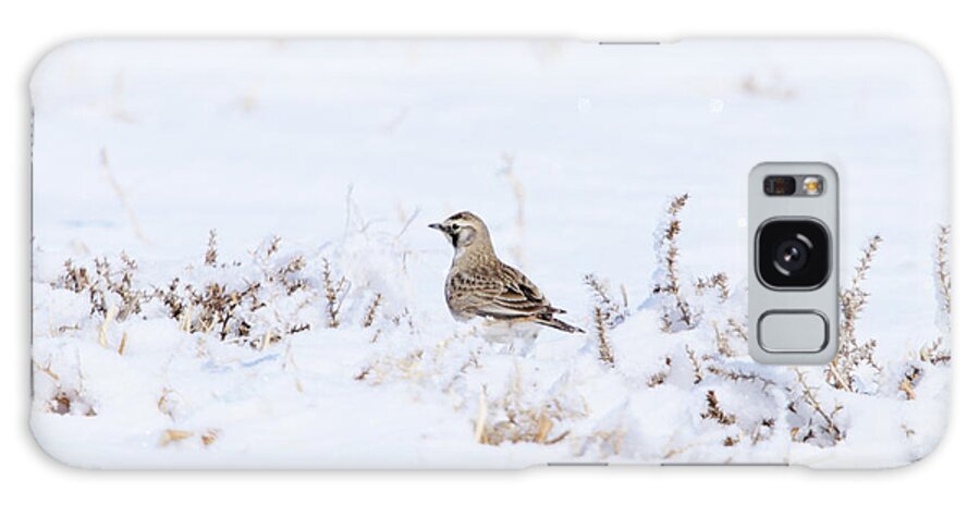 Female Horned Lark Galaxy Case featuring the photograph Female Horned Lark by Alyce Taylor