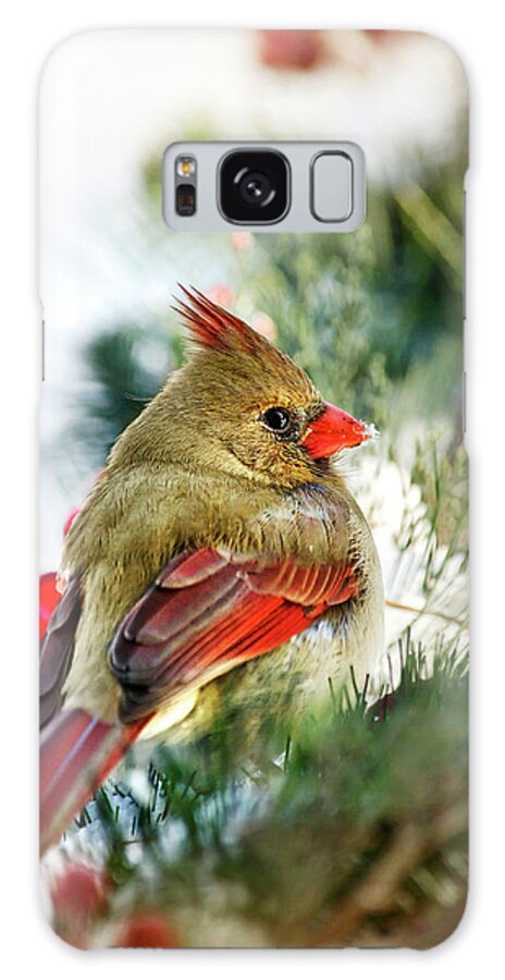 Cardinal Galaxy Case featuring the photograph Female Northern Cardinal by Christina Rollo