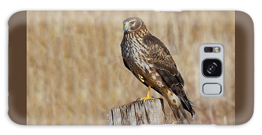 Adult Galaxy Case featuring the photograph Female Northern Harrier Standing on One Leg by Jeff Goulden